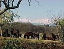 Gîtes piscine Ariège 42 places, élevage chevaux, 3 SPAS, solarium