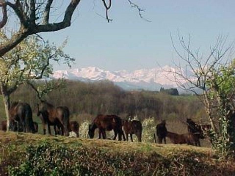 Gîtes piscine Ariège 42 places, élevage chevaux, 3 SPAS, solarium