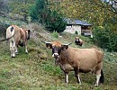 Gîte rural Ariège, Midi-Pyrénées, Couserans Ercé, Pyrénées Ariégeoises