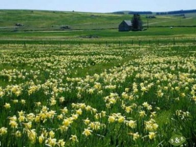 Le magique plateau d'Aubrac - Gîte en Aveyron à Saint Chély d'Aubrac