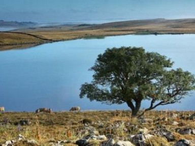 Le magique plateau d'Aubrac - Gîte en Aveyron à Saint Chély d'Aubrac