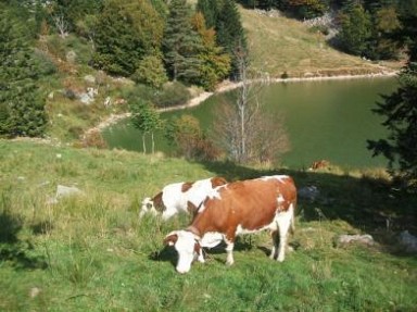 Charmant chalet très calme en pleine nature près Munster - Haut Rhin