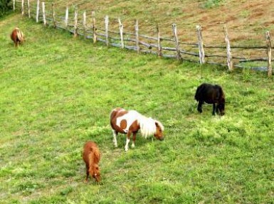 Gite rural en Navarre, à Etxalar - Hameau à 25 km de Saint Sébastien