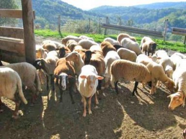 Gîtes avec piscine à la Ferme des Aubes, en pleine nature Val de Drôme