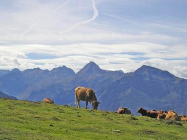 Gîtes ruraux mitoyens 10 pers dans les Pyrénées à Geu, 7 km de Lourdes