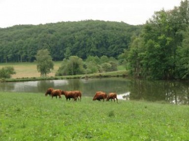 Gîte Cantal 3*, étang de pêche privée, wifi. Ferme en Auvergne