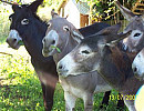 Gîte dans l'Ain, à Belley, à la campagne avec 8 ânes pour compagnons