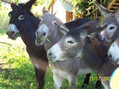 Gîte dans l'Ain, à Belley, à la campagne avec 8 ânes pour compagnons