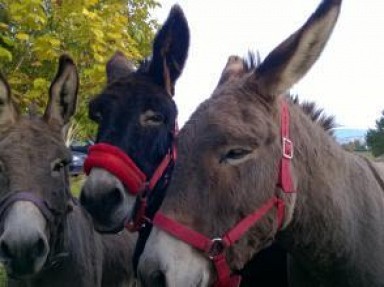 Gîte dans l'Ain, à Belley, à la campagne avec 8 ânes pour compagnons