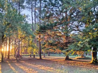 Gîte à louer dans les Landes en pleine nature à Onesse Laharié