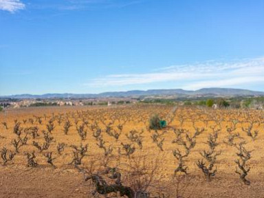 Catalogne, proche Barcelone, belle maison dans les vignes - Mas Prat